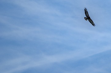 bird in flight