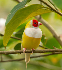 A Yellow lady perched on a green branch in an aviary in Florida.