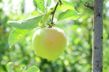 Reife Äpfel - Apfelernte im Herbst in Südtirol