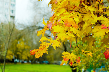 Naklejka na ściany i meble Falling oak leaves on the scenic autumn fin the city. Close up macro.
