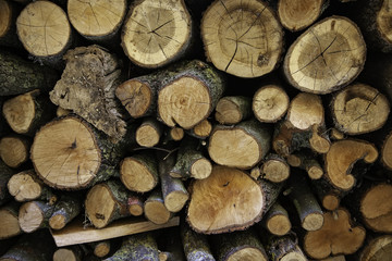 Felled wooden logs