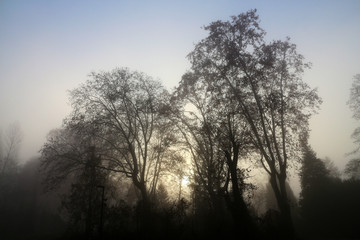 Fototapeta na wymiar Cold winter morning - trees silhouettes