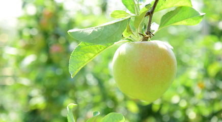 Reife Äpfel - Apfelernte im Herbst in Südtirol