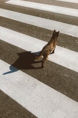 Shadow of a cat zebra crossing, crosswalk picture