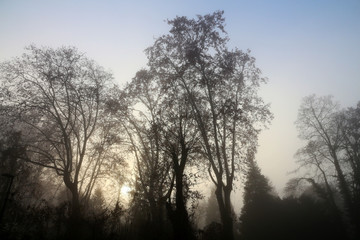 Fototapeta na wymiar Cold winter morning - trees silhouettes