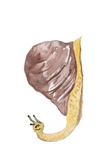 Watercolor snail shaping number nine isolated on white background.