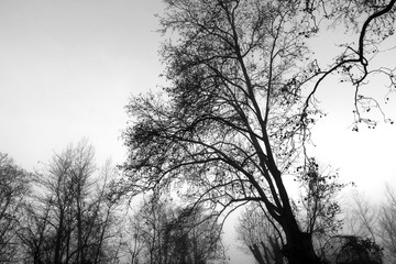 Cold winter morning - trees silhouettes