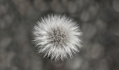 Small white fluffy dandelion on a gray background. Black and white photo. Copy space. Poster, close up