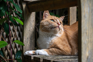 Ginger cat resting on wooden bench