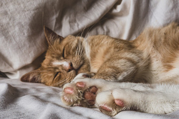 Sleeping ginger cat