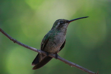 hermoso colibrí  