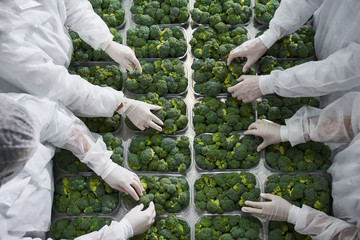 Three people in latex gloves sorting broccoli
