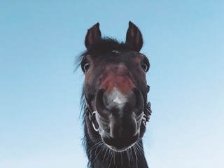 Photo of a horse.  Horse's head.  A beautiful and noble animal