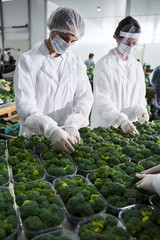 Skilled vegetable packers working at a plant