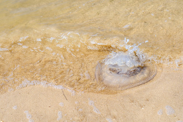 Dead large jellyfish on the sand of the sea beach on a summer day. Waves wash over the body of the jellyfish. A marine animal posing a danger to tourists having a rest at sea. High quality photo