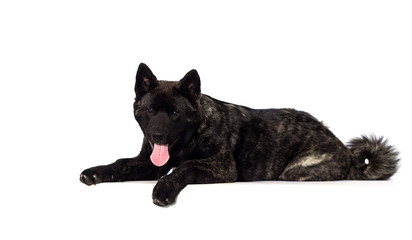 puppy lying on a white background, american akita