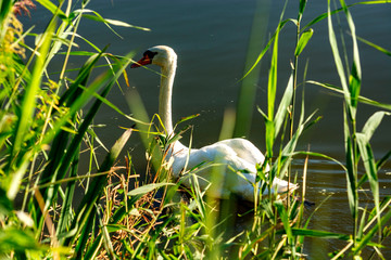 łabędź pływa po jeziorze © Dariusz Grochal 