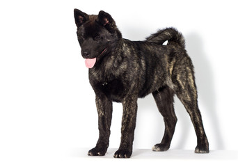 puppy looking on a white background, american akita