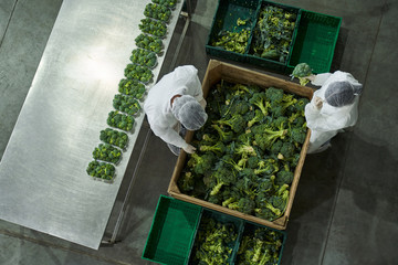 Two skilled workers inspecting and sorting broccoli - 373170703