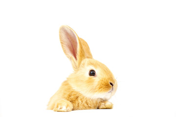 Small ginger rabbit on a white background. Copy space. Easter concept. For kennel advertising.