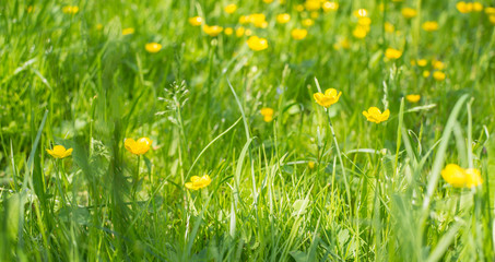 Green grass and little yellow buttercup flowers on bright sunny day