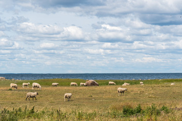 Fototapeta na wymiar Grazing sheep by the coast of the Baltic Sea