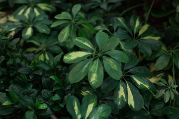 The foliage is dark green with small white spots. Low key, horizontal background or banner. View from above.