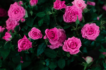 A bush of pink roses on a dark green background in the garden in summer. View from above.