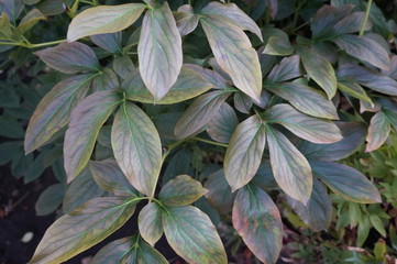 Mysterious green leaves background