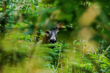 old roe deer hiding in the bushes