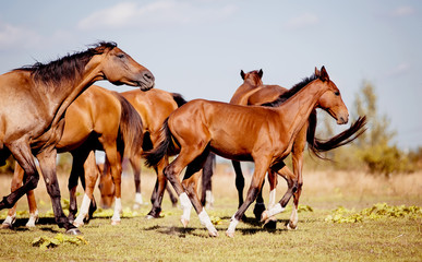 Fototapeta na wymiar A herd of horses grazing on the field.