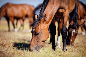 A herd of horses grazing on the field.