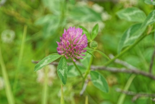 one red clover flower on a stalk with green leaves