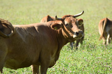 Toro per le corna