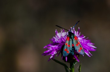 butterfly on thistle