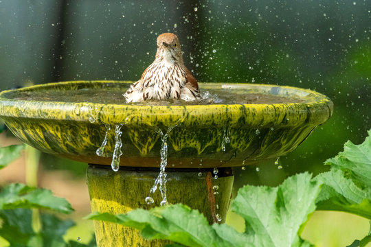Brown thrasher bird splashing in summer bird bath
