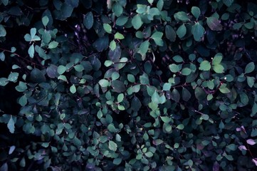 
abstract mysterious green background with leaves