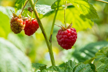 Raspberries ripen on a branch in the garden against a background of green leaves.