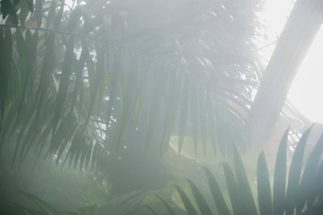Foggy and steamy lush green exotic palm trees and tropical plants in a botanical garden