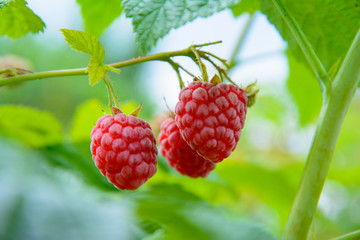 Raspberries ripen on a branch in the garden against a background of green leaves.