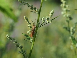 Close-up of field grasshopper