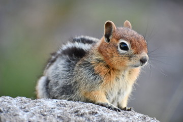 Chipmunk surveys his vast kingdom.