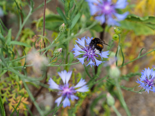 Humblebee sitting on blue cornflower blossom