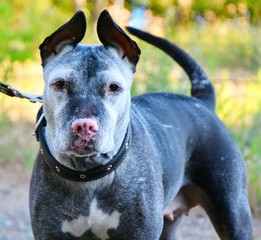 American pit bull terrier, abbreviated pit bull