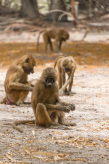 Monos babuinos en la jungla de Makasutu en Gambia