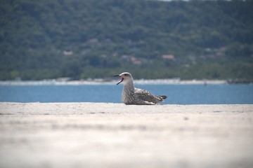 Seagull 2