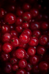 Fresh red currant
