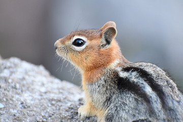 Chipmunk surveys his vast kingdom.
