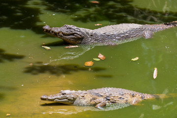 Cocodrilos en una charca de Serekunda, Gmbia