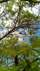 Fototapeta premium Bird on a tree branch